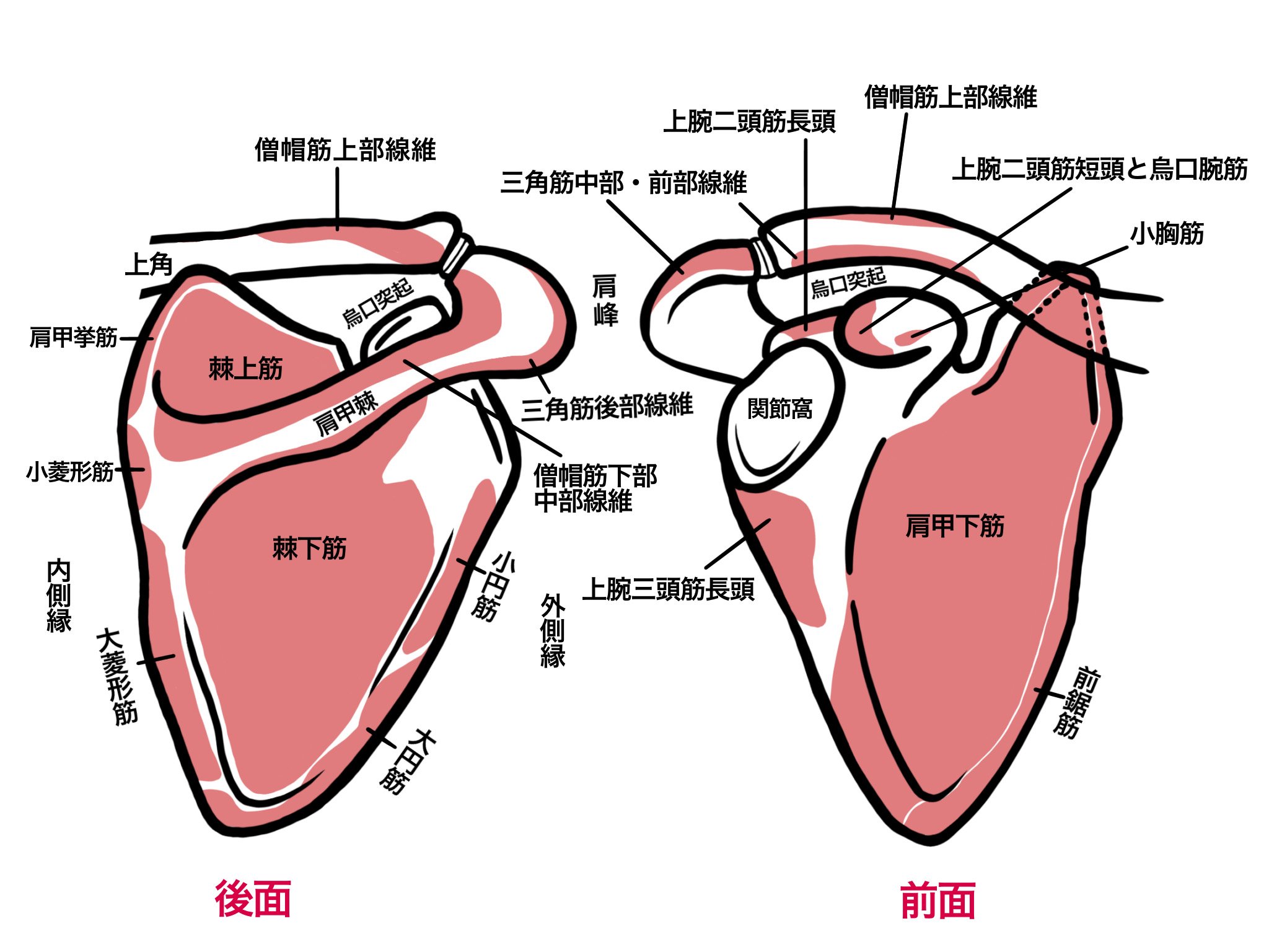 肩甲骨の動きが悪いと肩こりに？可動域と改善のポイント 画像
